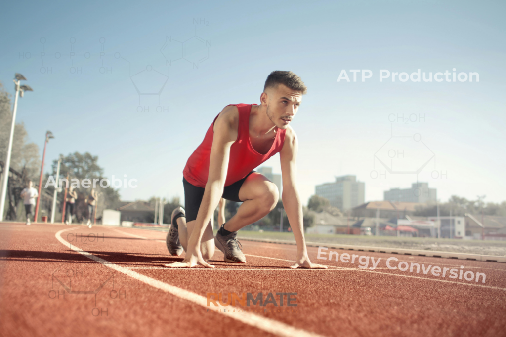 Chuyển hoá năng lượng trong chạy bộ